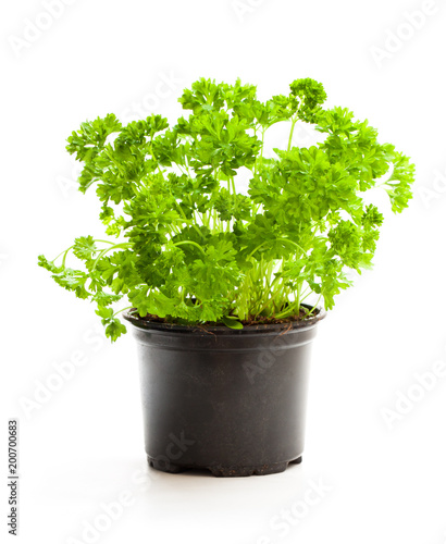 Curly  parsley herbs in pot isolated on white background