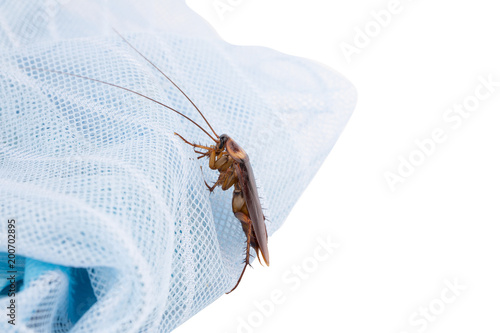 cockroach is destroying the fabric on a white background isolated with clipping path insects that destroy things in the house.