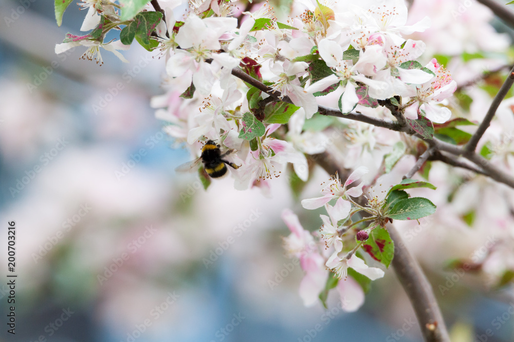 Obraz premium Bumblebee on apple tree flower nature