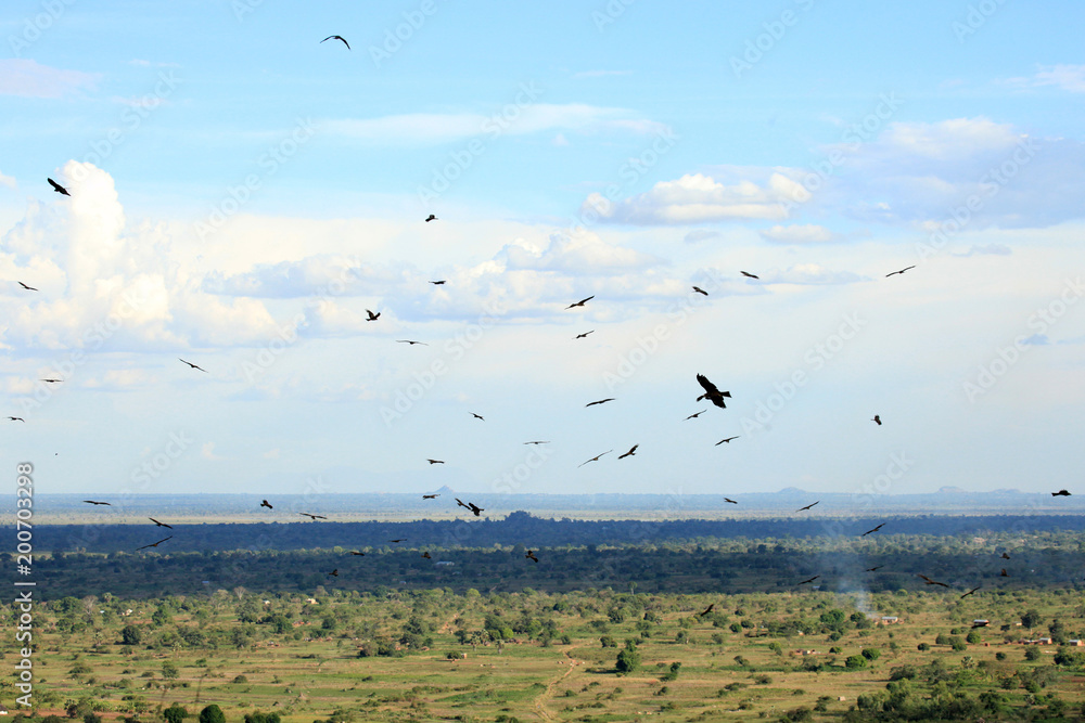 Yellow Billed Kite - Uganda, Africa