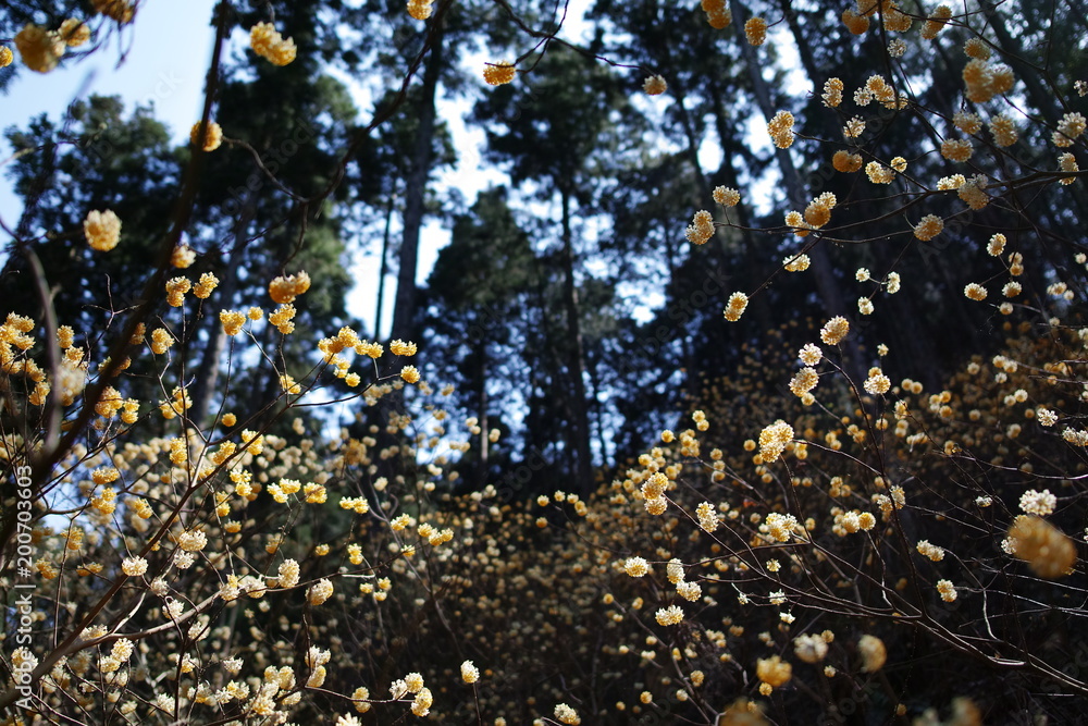 Obraz premium ミツマタ|三椏