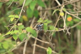 Dragonfly - Uganda, Africa