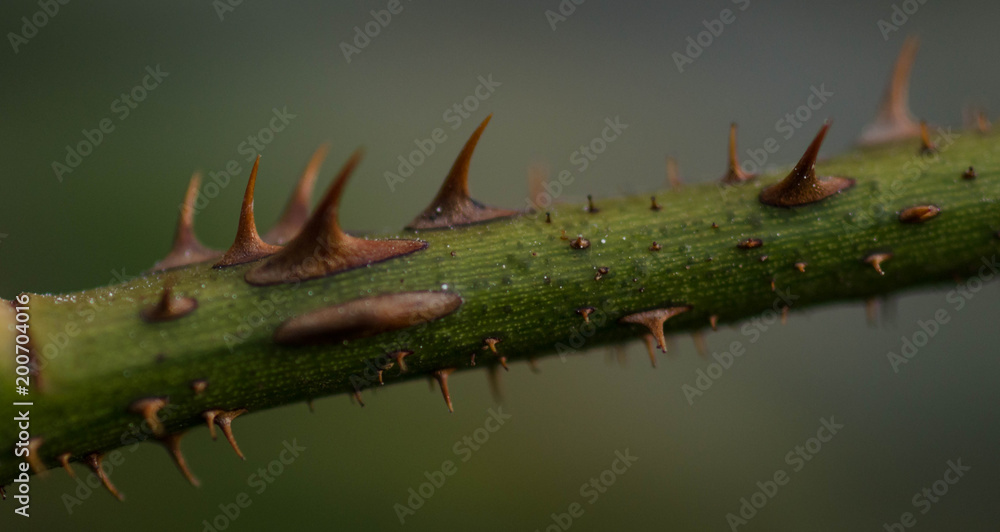 thorns on a branch thorns on a branch