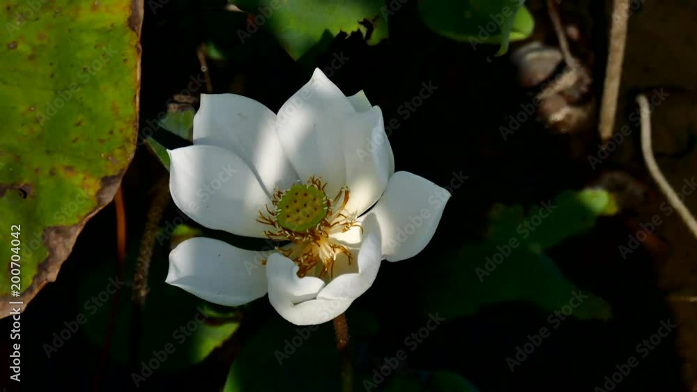 Royalty high quality free stock image of a lotus flower. The background is the lotus leaf and white lotus flowers and lotus bud in a pond Royalty high quality free stock image of a lotus flower. The background is the lotus leaf and white lotus flowers and lotus bud in a pond