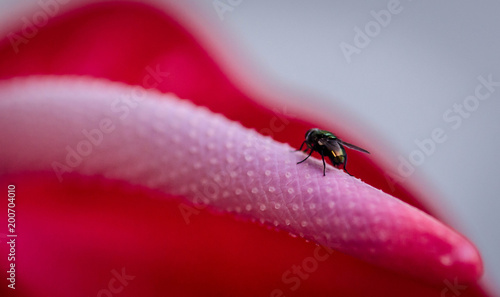 fly on a flower