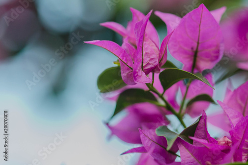 close up of pink flower