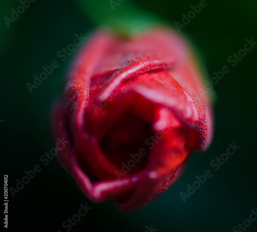 red flower closeup
