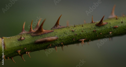 thorns on a branch