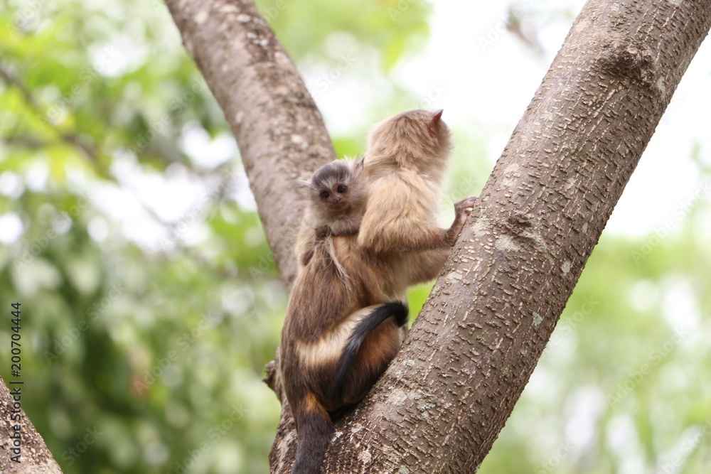 Macaquinhos no parque Macaquinhos no parque