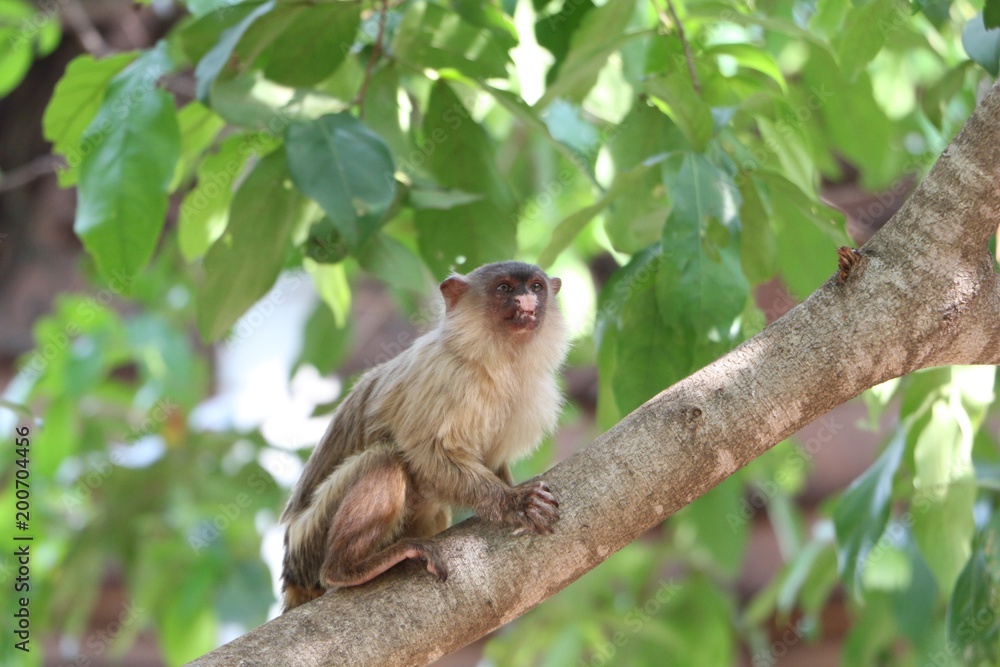 Fototapeta premium Macaquinhos no parque