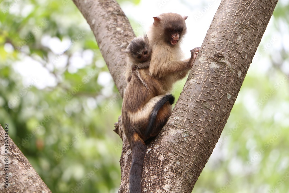 Macaquinhos no parque Macaquinhos no parque