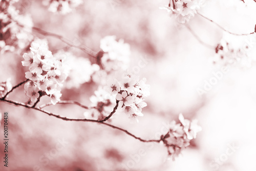 すごく美しく咲き誇る満開の桜 © minianne