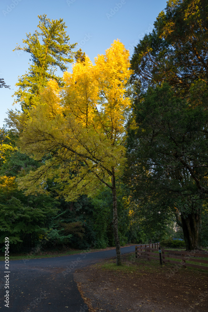 A yellowing tree shedding its leaves in the Autumn season in Australia