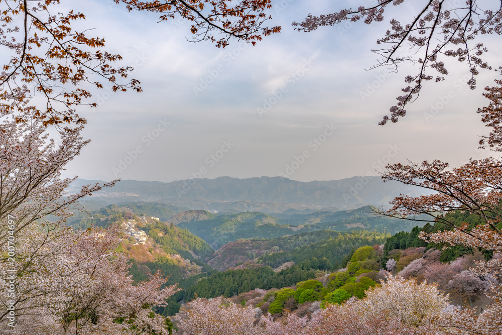 奈良県・吉野山の桜・早朝