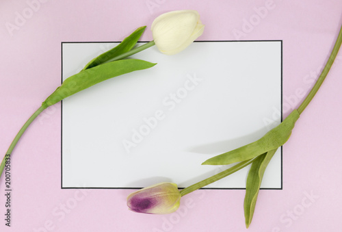 Fototapeta Naklejka Na Ścianę i Meble -  Pink Tulip on Pink Background. Copy space