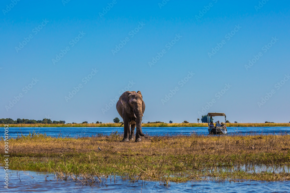 Εκτύπωση καμβά Tourists with boats watching the elephant