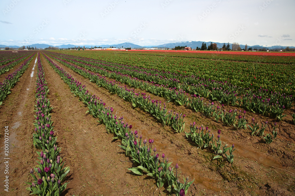 Obraz premium Purple Budding Tulips