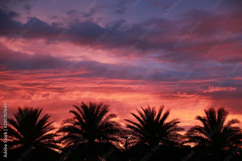 Red and Blue Clouds against Purple Sky over Four Palm Trees After Sunset