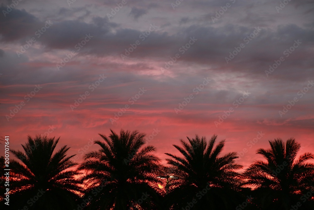 Red and Blue Clouds against Purple Sky over Four Palm Trees After Sunset