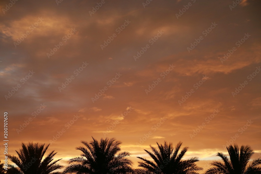 Yellow Clouds against Purple Sky over Four Palm Trees Just After Sunset