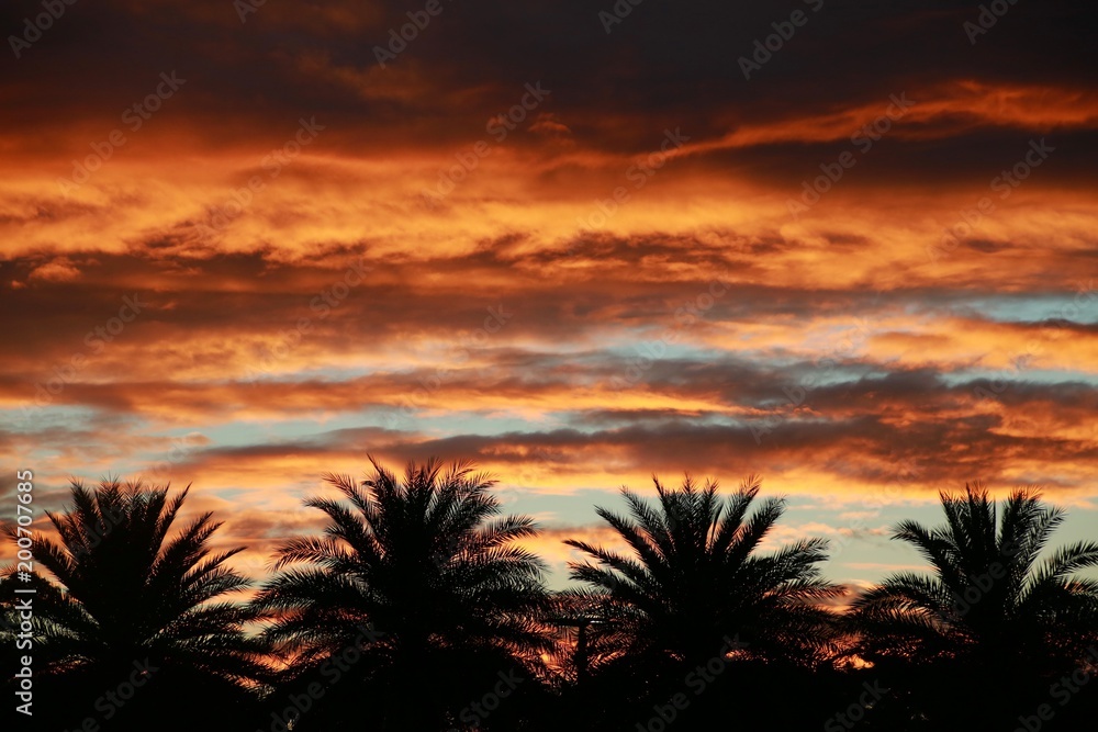 Yellowish Orange Clouds over Four Palm Trees after Sunset Yellowish Orange Clouds over Four Palm Trees after Sunset