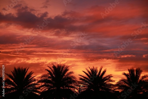 Reddish Orange Clouds against Purple Sky over Four Palm Trees After Sunset