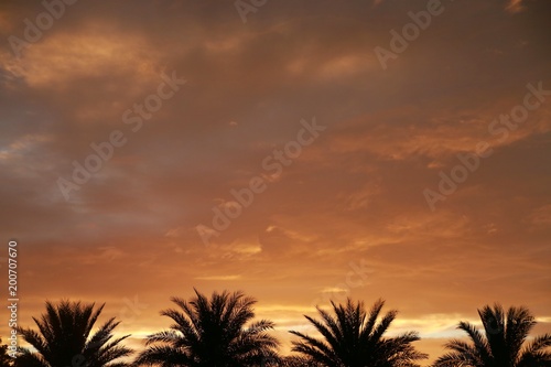 Yellow Clouds against Purple Sky over Four Palm Trees Just After Sunset