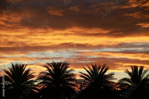 Yellowish Orange Clouds over Four Palm Trees after Sunset