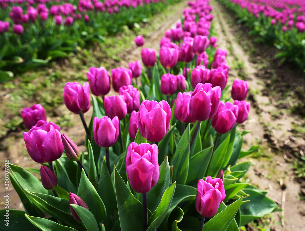 Purplish Pink Tulips in Skagit Valley Purplish Pink Tulips in Skagit Valley