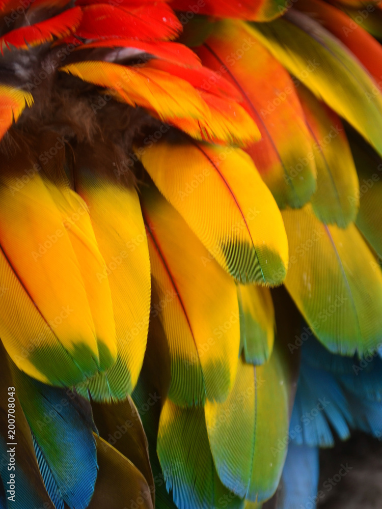 Fototapeta Kolorowy upierzenie ara w amazonka tropikalnym lesie deszczowym