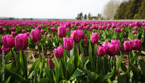 Magenta Tulips in Field