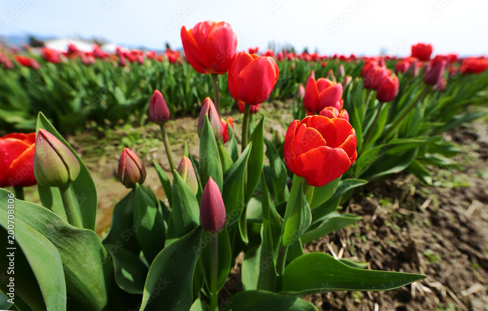 Obraz premium Tulip Buds and Blossoms