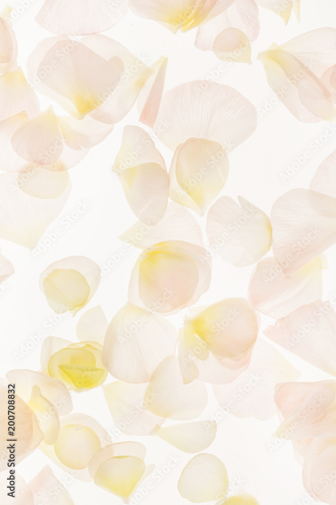 Fototapeta premium petals background closeup