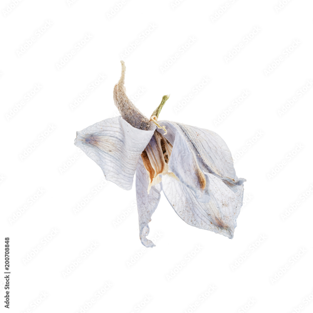 Fototapeta premium blue flowers on white