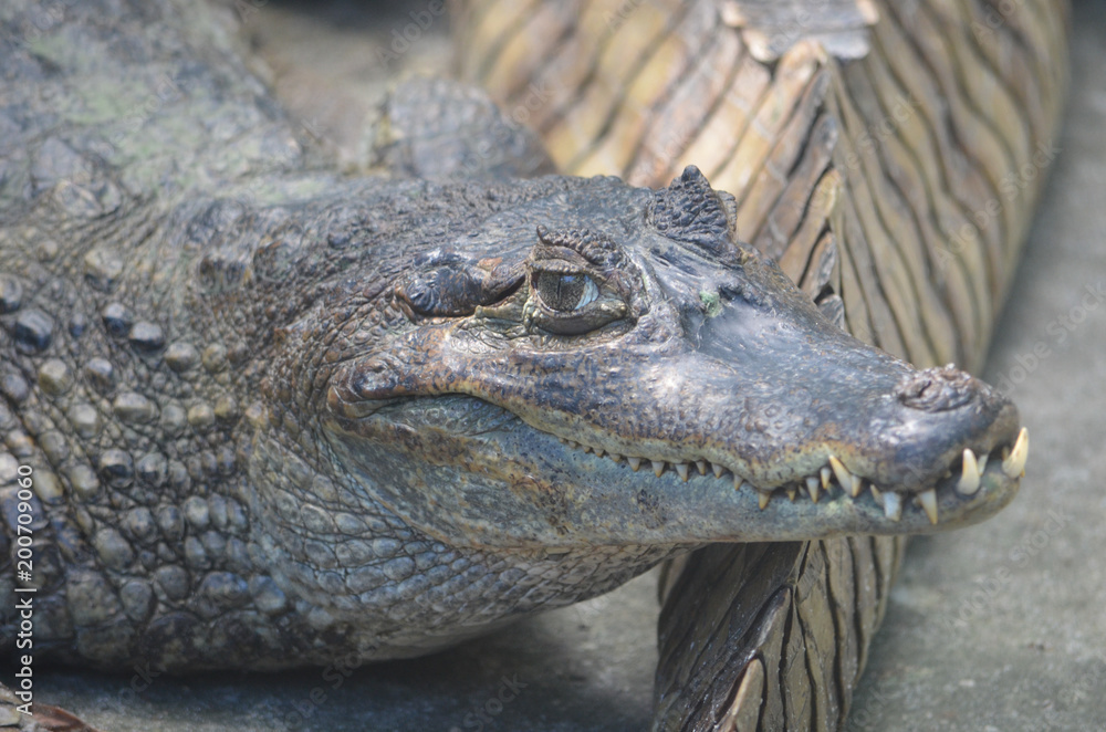 Obraz premium A Caiman relaxes on the banks of the river Amazon near Iquitos, Peru