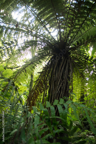 Punga fern in the New Zealand rain forest