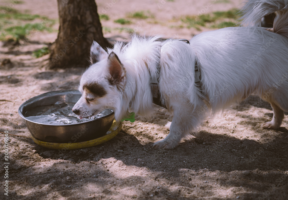 Little white dog drinking water at park