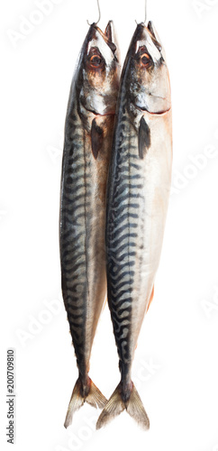 Mackerels on the hook isolated on white