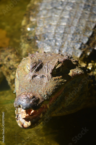 A Caiman relaxes on the banks of the river Amazon near Iquitos, Peru photo