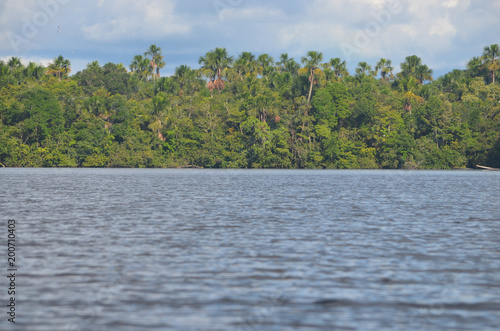 Landscape of the treeline of the Amazon rainforest, from the Amazon river near Iquitos, Peru. © Mark