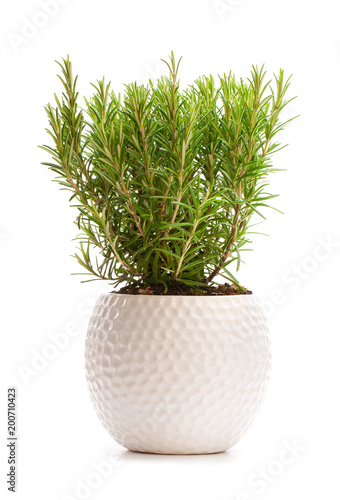rosemary  bus in the flower pot isolated on white background