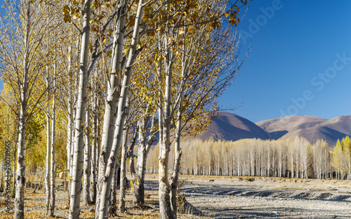 Autumn landscape of golden poplar forest on river sides, Sichuan, southwest of China. photo