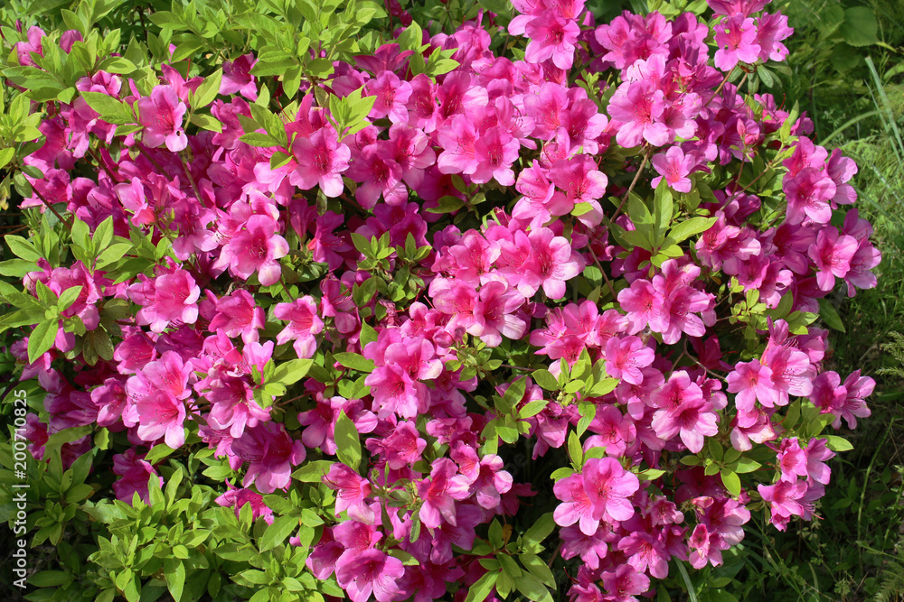 ツツジの花 ツツジの花