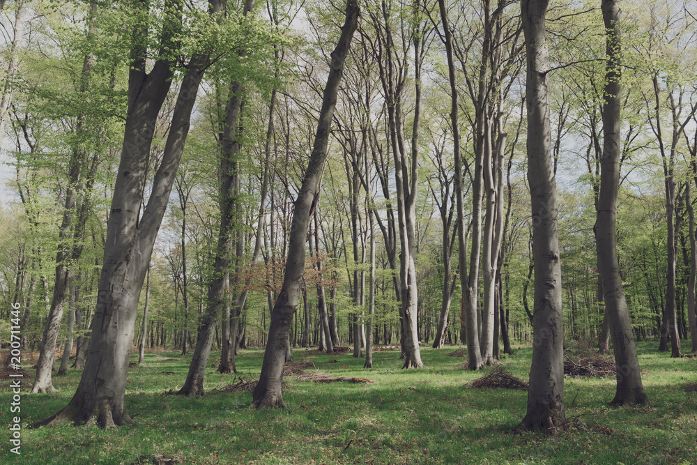 Naklejka premium Beautiful forest landscape. Colourful summer scenery. 