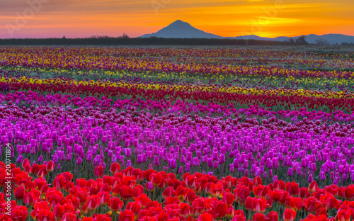 Fototapeta Naklejka Na Ścianę i Meble -  Flower Hood - Tulips and Mt. Hood