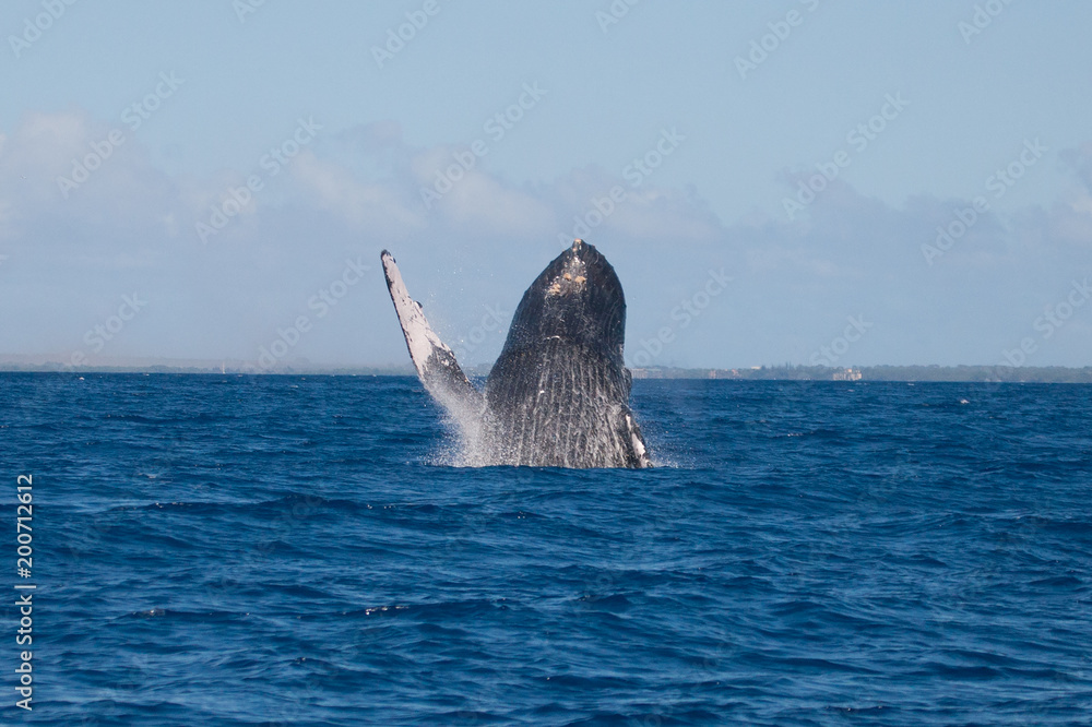 Fototapeta premium Waving Whale - Humpback Whale in Hawaii