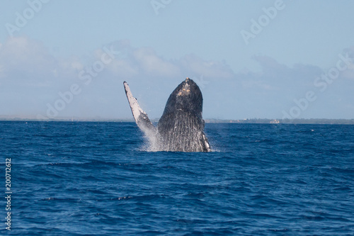 Waving Whale - Humpback Whale in Hawaii