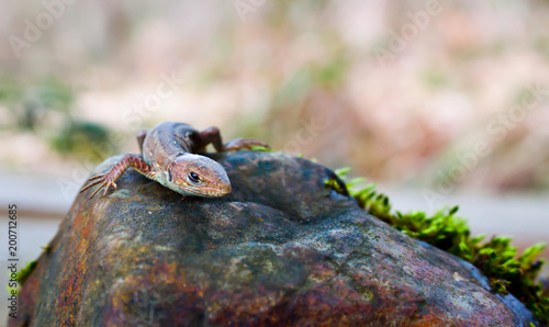 small lizard