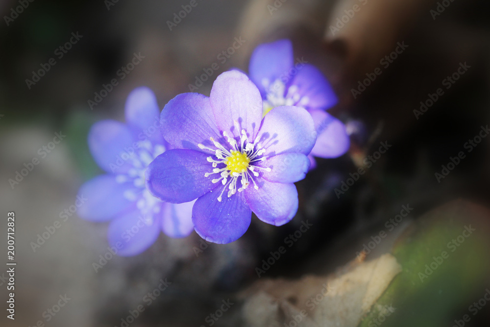 Blue flowers of Hepatica Nobilis also Common Hepatica, liverwort, kidneywort, pennywort, Anemone hepatica. Blue flowers of Hepatica Nobilis also Common Hepatica, liverwort, kidneywort, pennywort, Anemone hepatica.