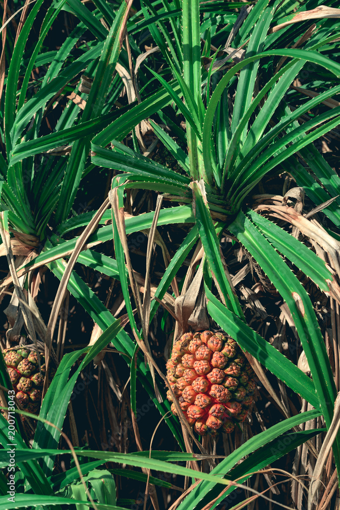 Pandan (Pandanus sp.) with a ripe fruit growing on the Lazy Beach Coast in the Cambodia, Asia. (Vintage retro filter) Pandan (Pandanus sp.) with a ripe fruit growing on the Lazy Beach Coast in the Cambodia, Asia. (Vintage retro filter)